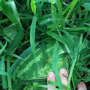 Meet your Posher, Caleb